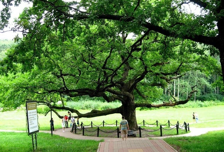 Панский дуб в Белгородской области — старейшее дерево региона и природный памятник