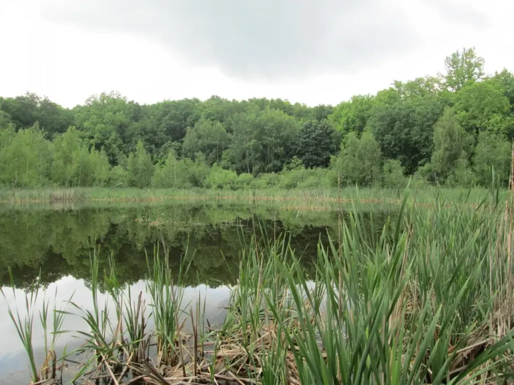Озеро Моховатое в Белгородской области, окружённое густым лесом