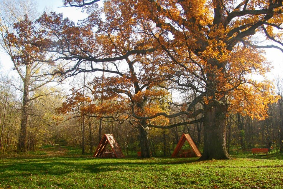 Панский дуб в Белгородской области — старейшее дерево региона и природный памятник