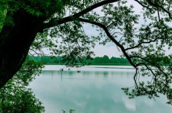 Достопримечательности Брянска — живописный вид на природную зону и водоём города