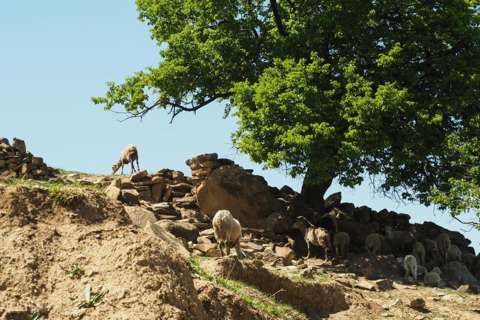Достопримечательности Дагестана — горный аул, каменистые склоны и пастбища с овцами
