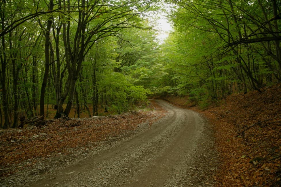 Достопримечательности Дагестана: что посмотреть и куда поехать — Самурский лес и его уникальные природные достопримечательности