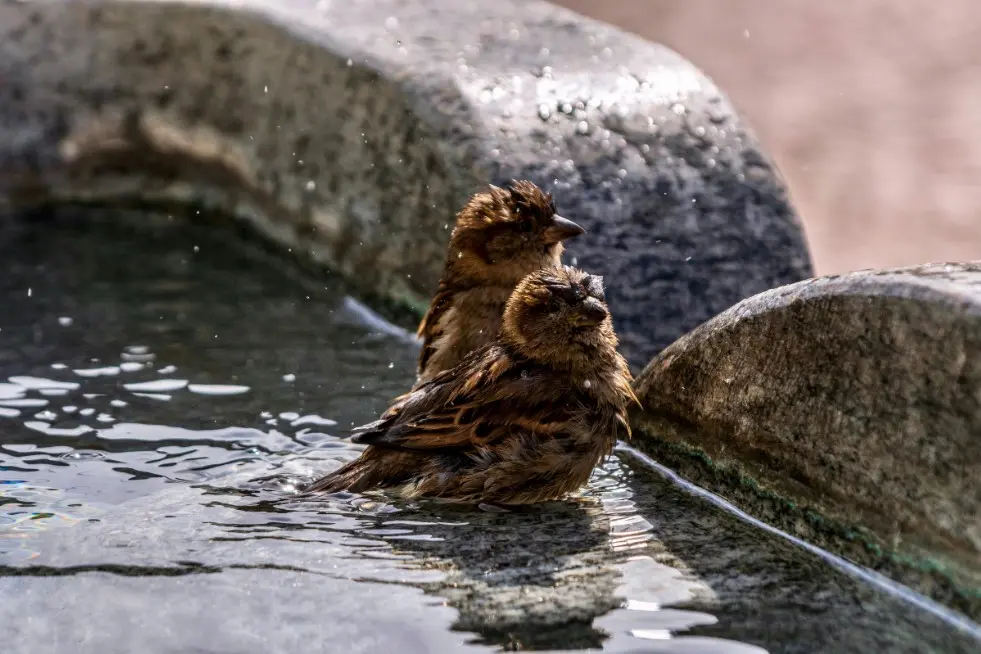 Куда поехать на выходные из Москвы: природные достопримечательности и Парк птиц «Воробьи»